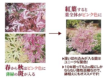 もみじ様　花デザ モミジ 花司(ハナツカサ) テーブルサイズ 鉢植え : 苗木部 花